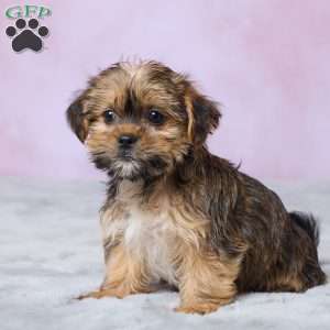Archie, Shorkie Puppy